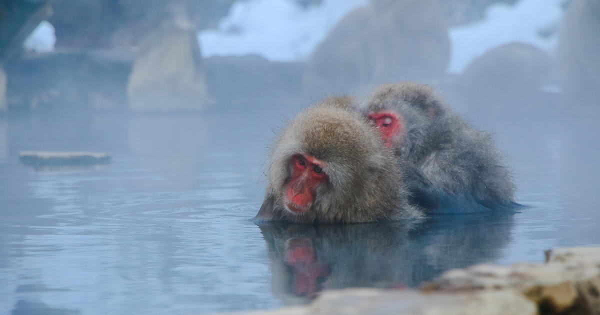 Snow Monkey Park