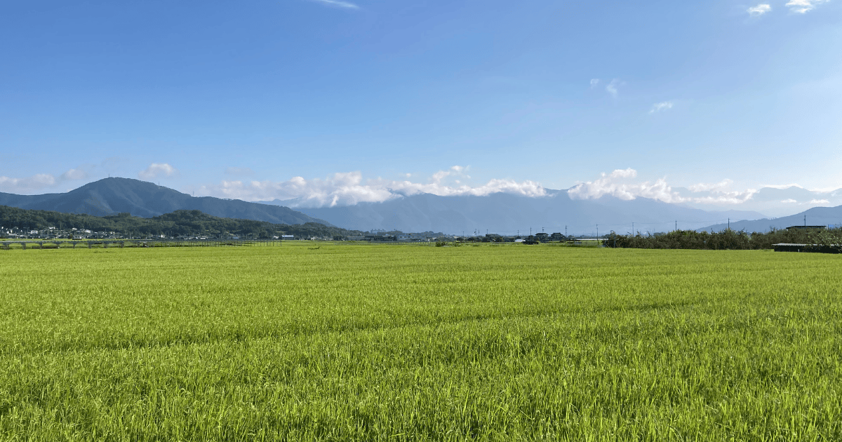 Ueda Shioda Plain